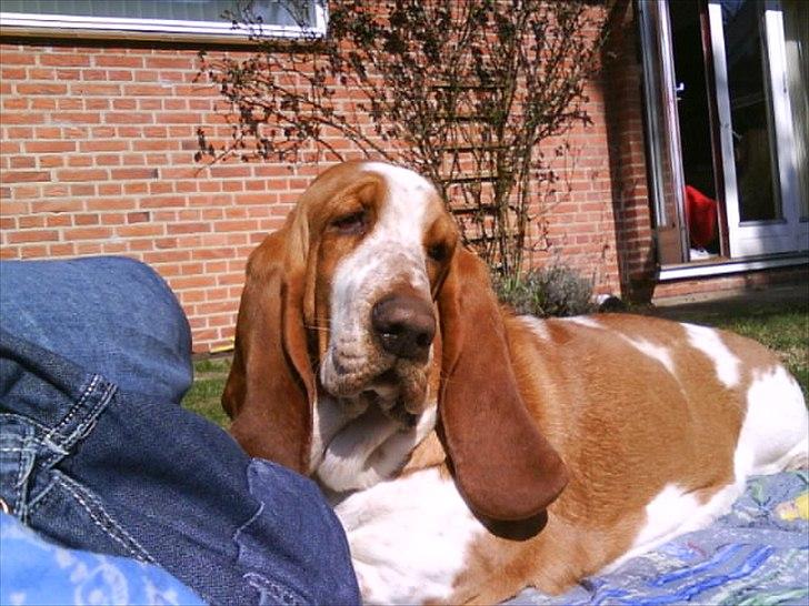 Basset hound Polly billede 9