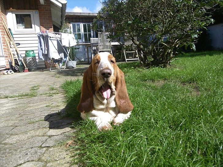 Basset hound Polly billede 10