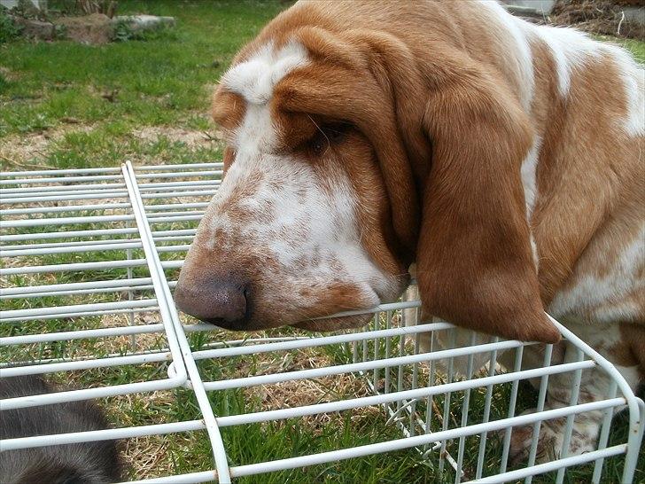 Basset hound Polly billede 11