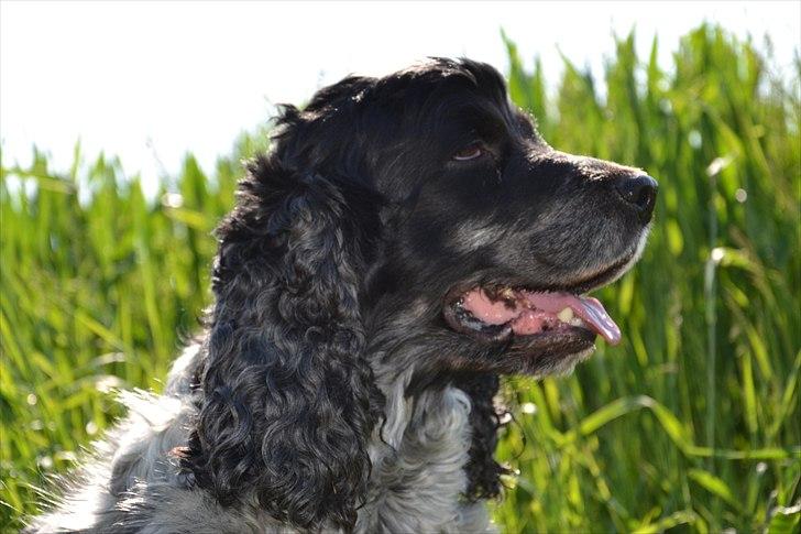 Cocker spaniel Sniffer(Ralph) Kennel barley billede 14