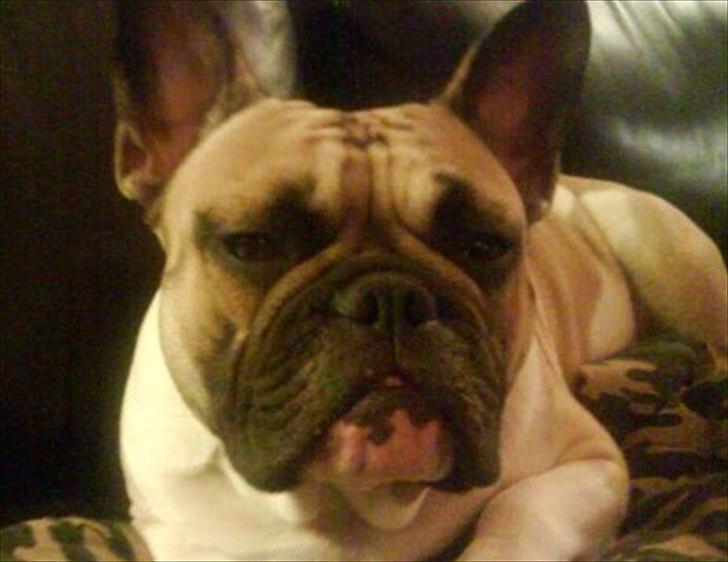 Fransk bulldog Kaizer Zoze - Kaizer billede 1