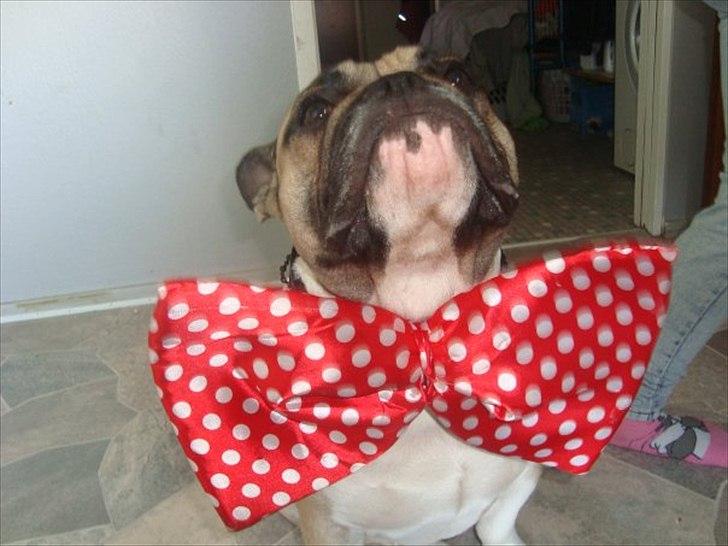 Fransk bulldog Kaizer Zoze - se min fine butterfly billede 2