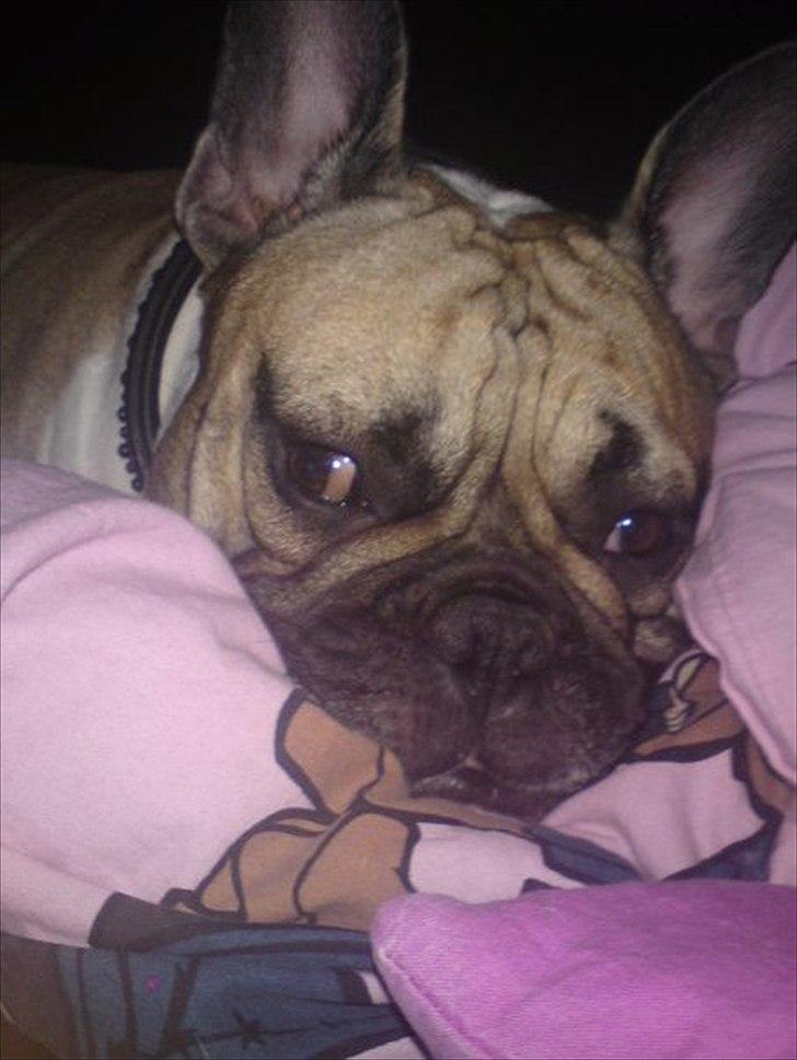 Fransk bulldog Kaizer Zoze - elsker at putte billede 3