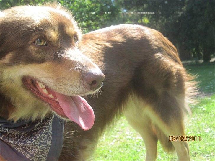 Blanding af racer May-Day billede 6