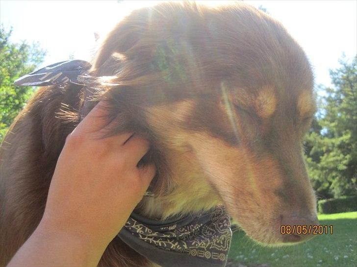 Blanding af racer May-Day billede 7