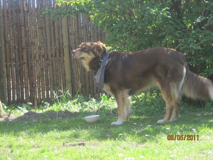 Blanding af racer May-Day billede 8