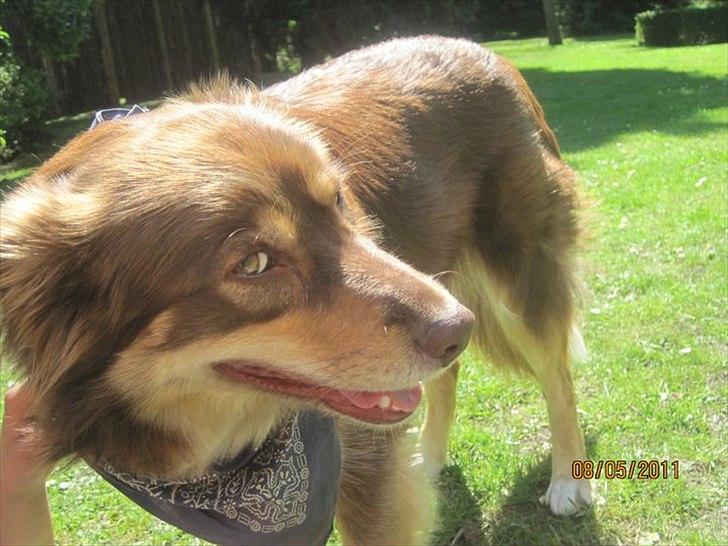 Blanding af racer May-Day billede 9