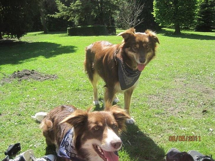 Blanding af racer May-Day billede 10