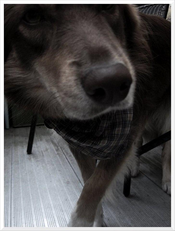 Blanding af racer May-Day billede 1