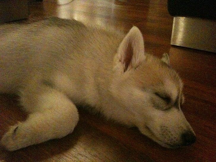 Siberian husky Chilli billede 1