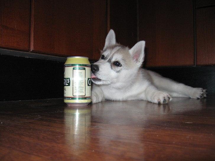 Siberian husky Chilli billede 2