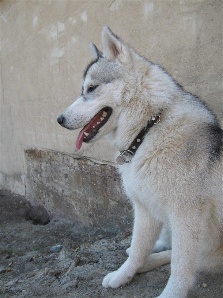 Siberian husky Chilli billede 3