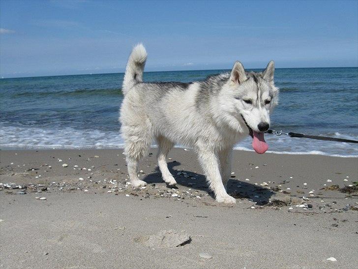 Siberian husky Chilli billede 4
