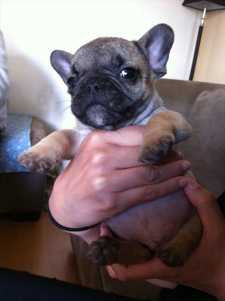 Fransk bulldog Muttley - Muttley er her 8 uger. billede 2