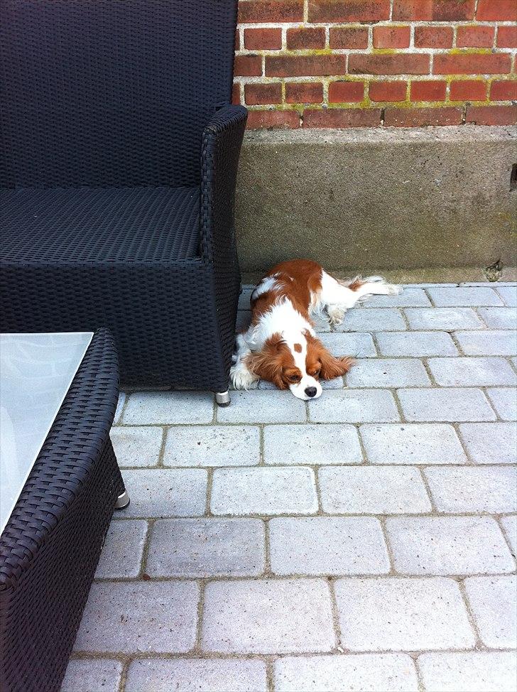 Cavalier king charles spaniel Agersbøls Liva billede 17