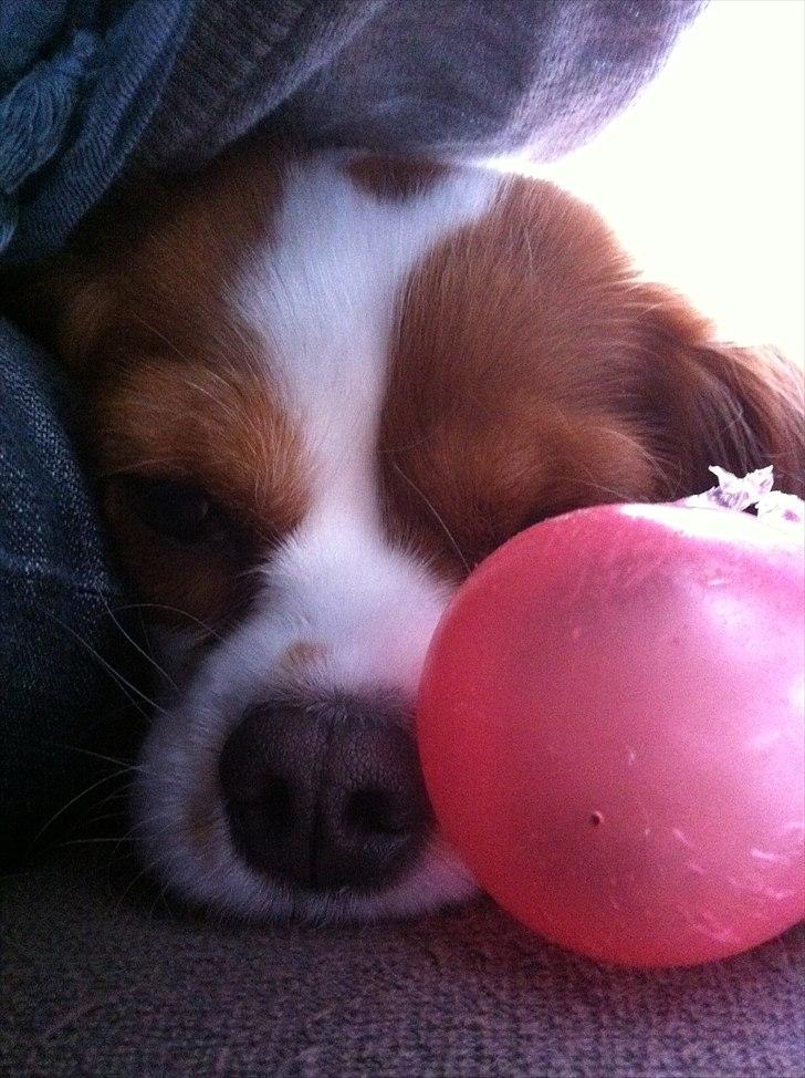 Cavalier king charles spaniel Agersbøls Liva billede 18