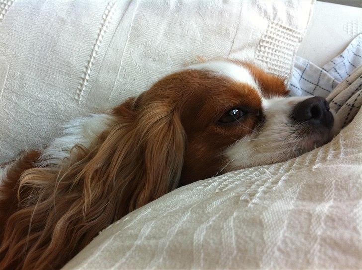 Cavalier king charles spaniel Agersbøls Liva billede 20
