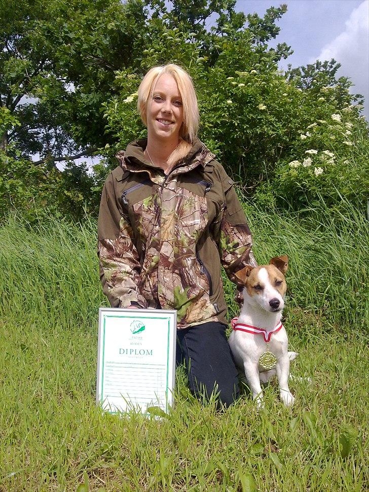 Jack russell terrier Vaks - Vi fik guldmedalje til jagthunde dressur billede 1