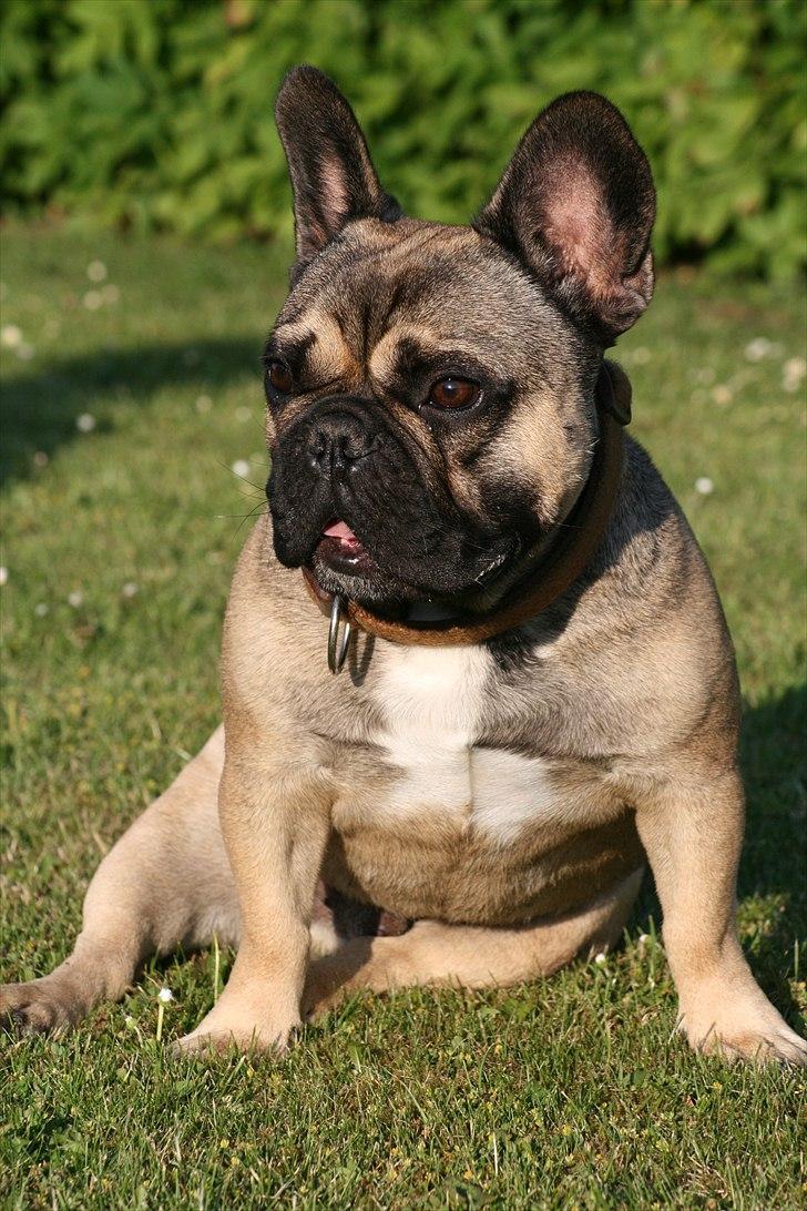 Fransk bulldog Bonzo R.I.P. billede 2