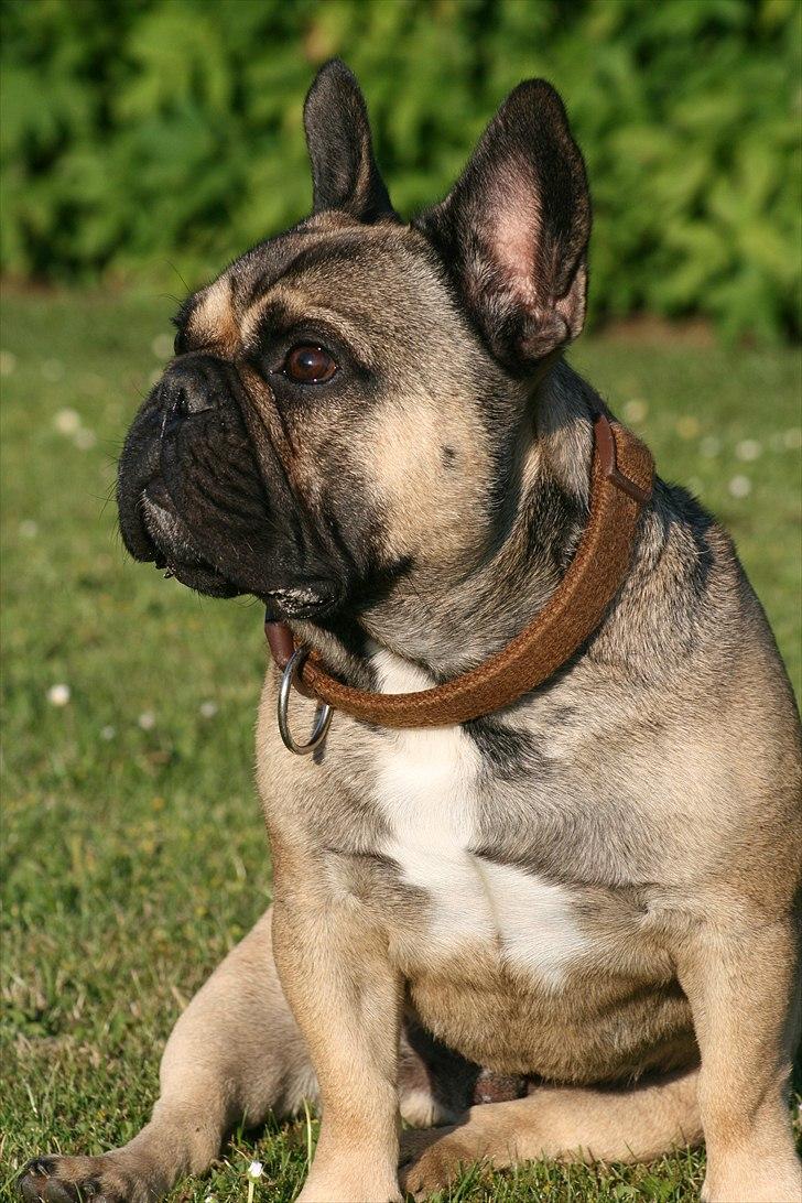 Fransk bulldog Bonzo R.I.P. billede 3