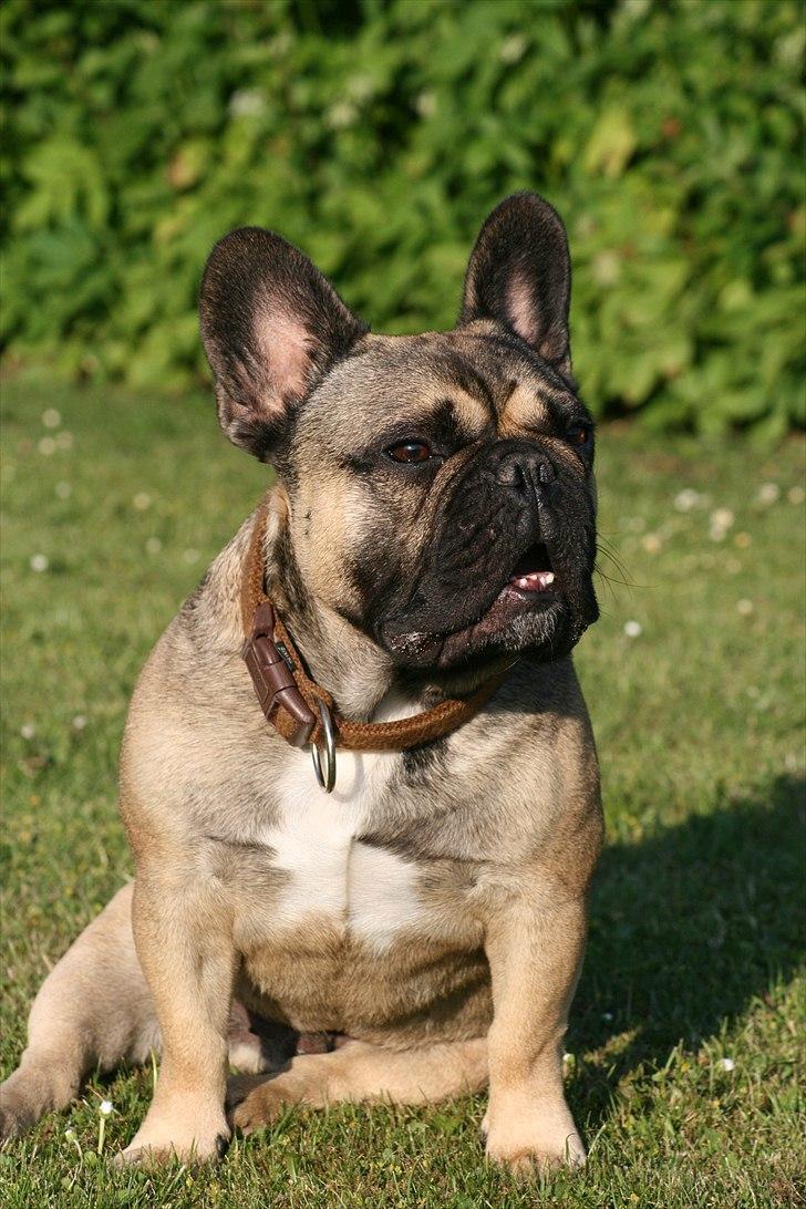 Fransk bulldog Bonzo R.I.P. billede 4