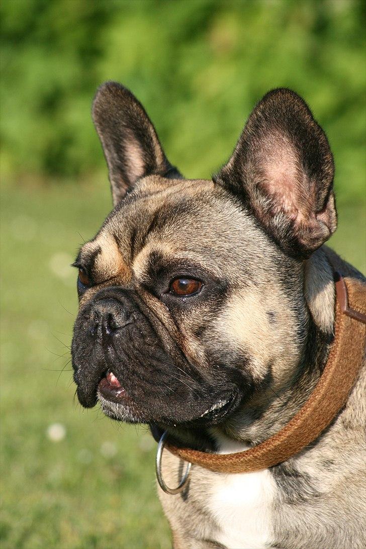 Fransk bulldog Bonzo R.I.P. billede 5