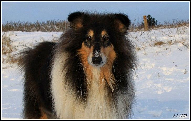 Collie langhåret Frida billede 3