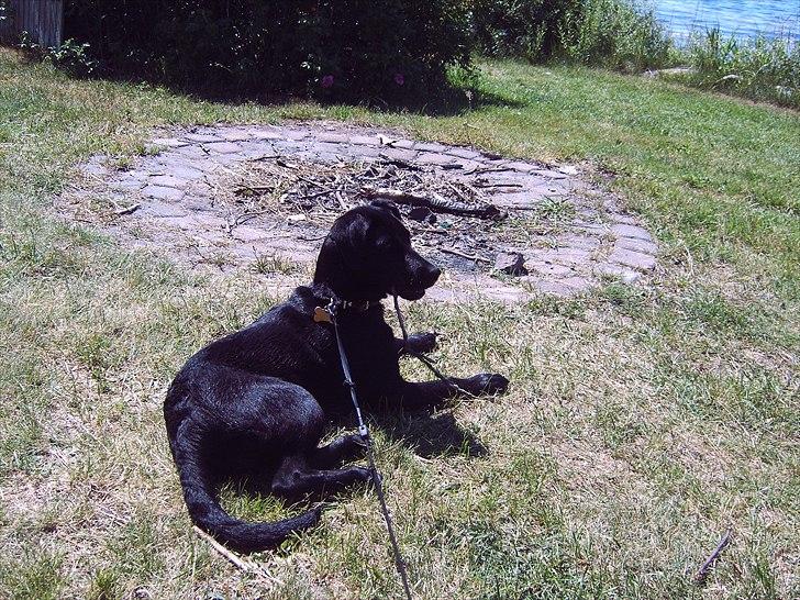 Blanding af racer Labrador/Samojede; Gia billede 12