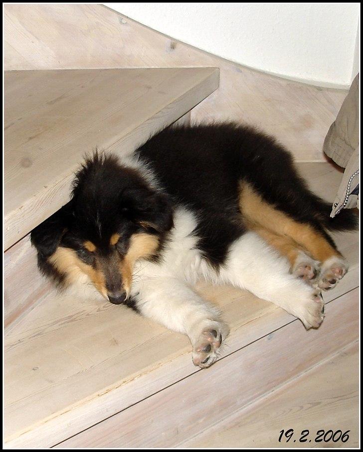 Collie langhåret Frida billede 4