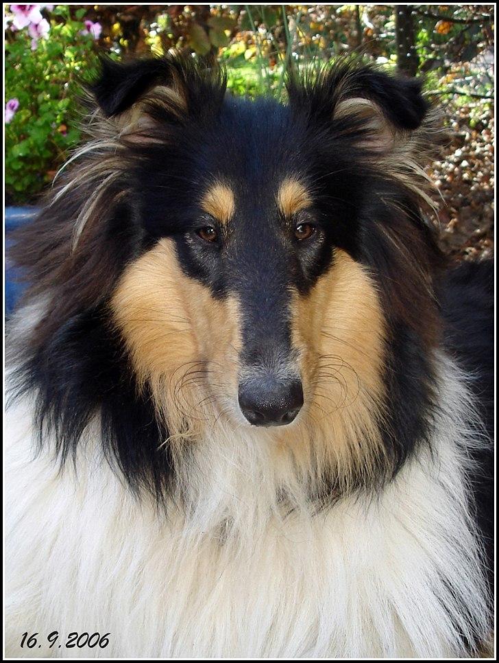 Collie langhåret Frida billede 5