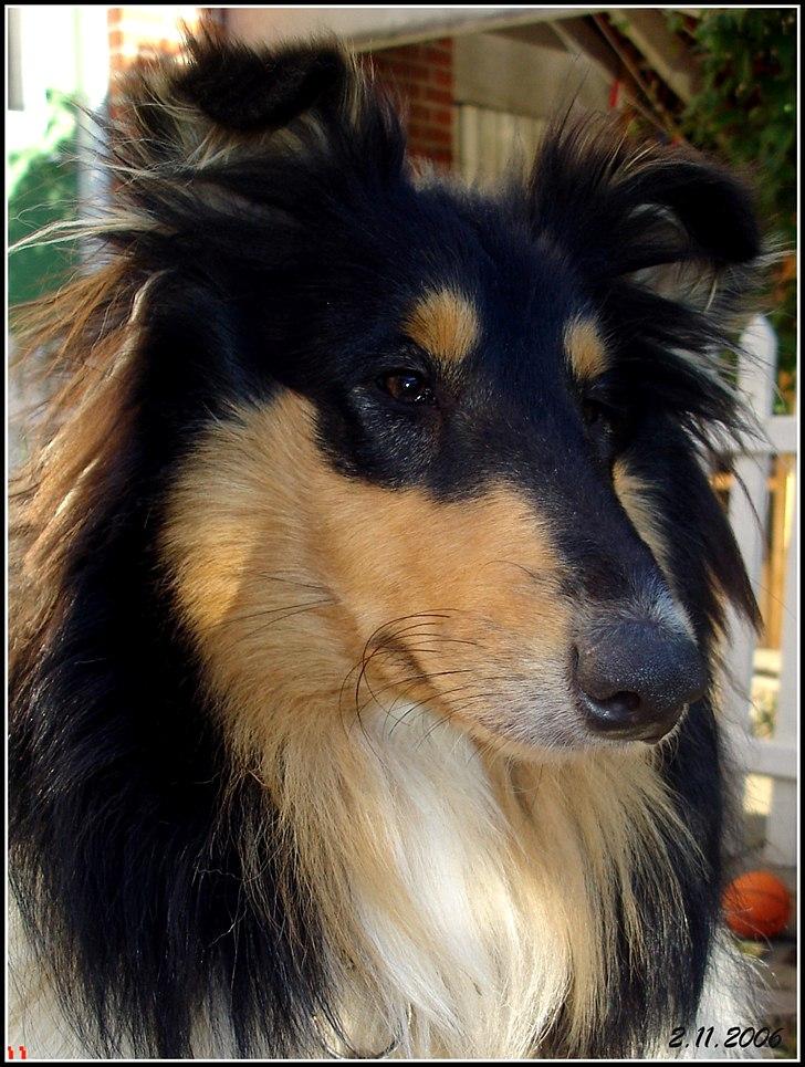 Collie langhåret Frida billede 6