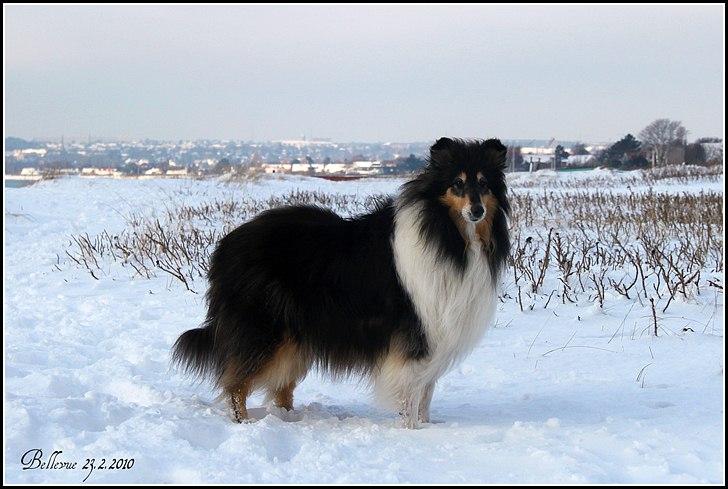 Collie langhåret Frida billede 7