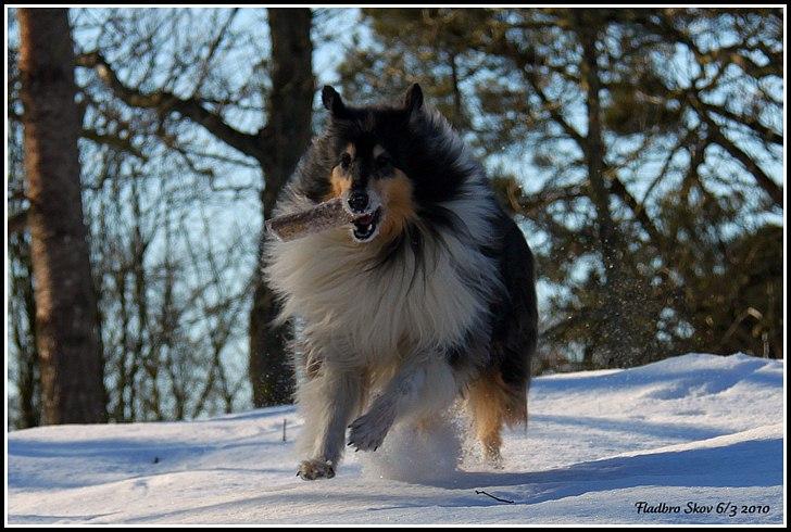 Collie langhåret Frida billede 8
