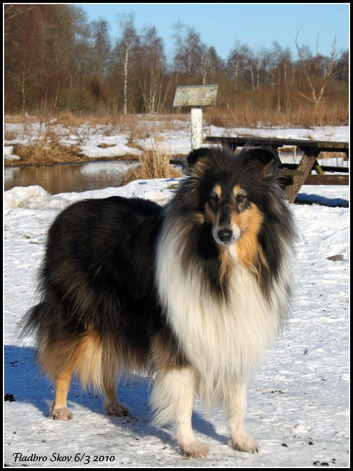 Collie langhåret Frida billede 9