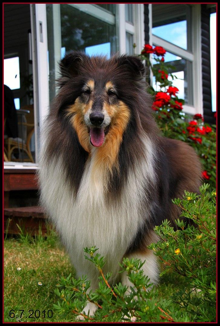 Collie langhåret Frida billede 10