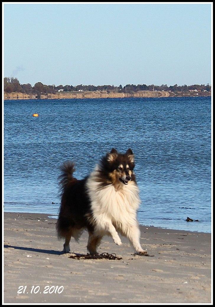 Collie langhåret Frida billede 11