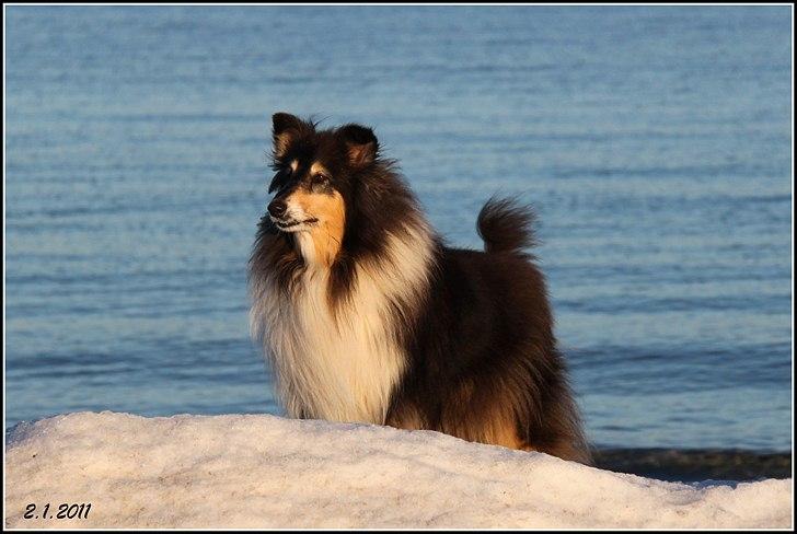 Collie langhåret Frida billede 1