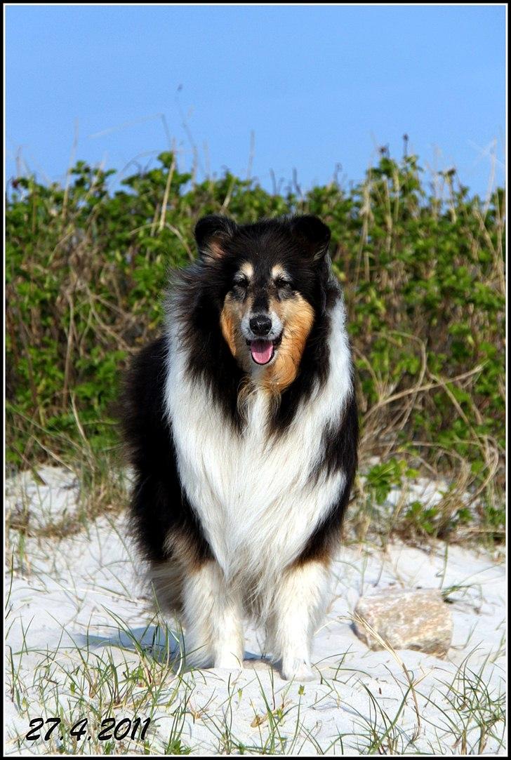 Collie langhåret Frida billede 12