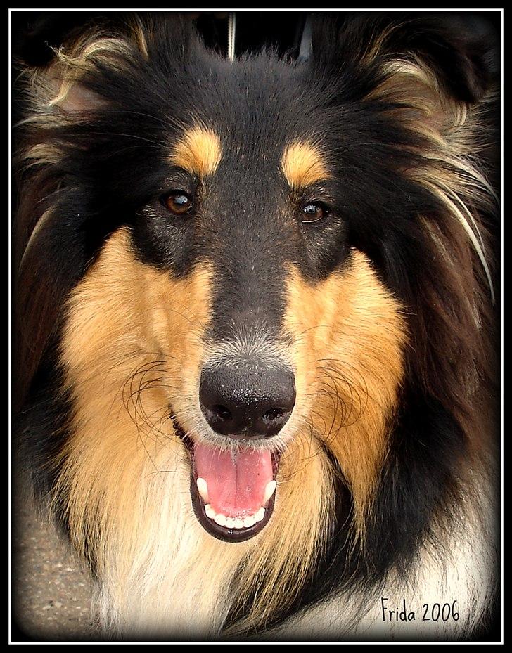 Collie langhåret Frida billede 13