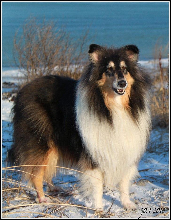 Collie langhåret Frida billede 14