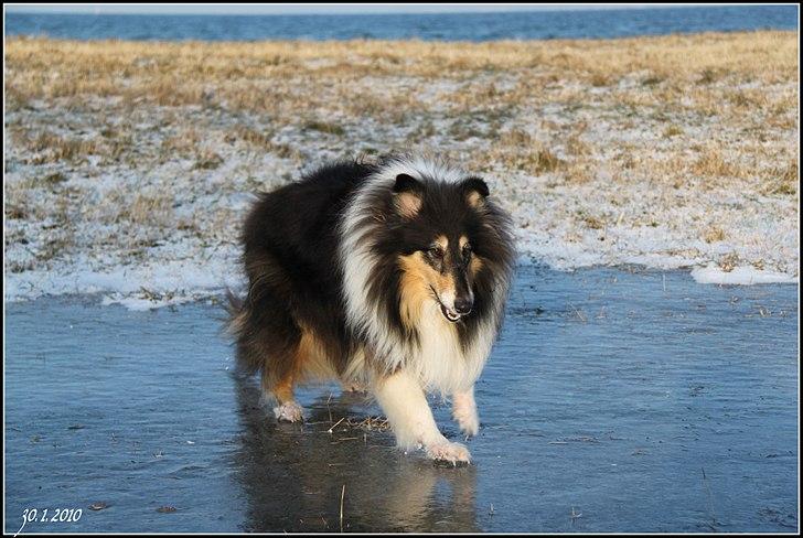 Collie langhåret Frida billede 15