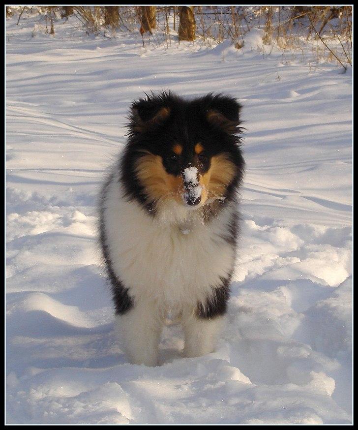 Collie langhåret Frida billede 16