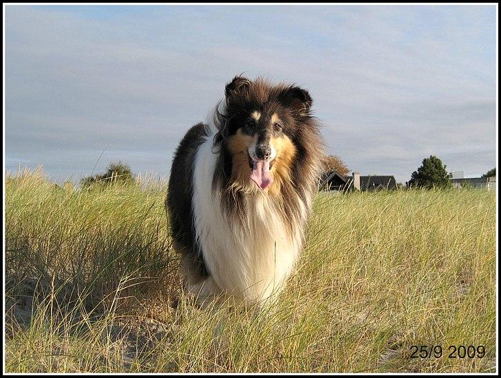 Collie langhåret Frida billede 17
