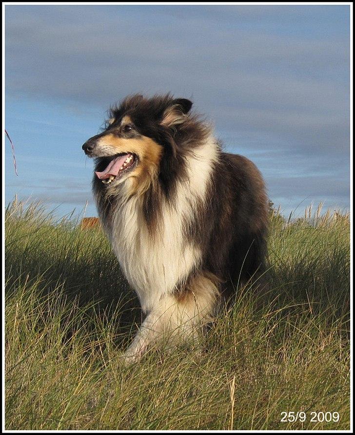 Collie langhåret Frida billede 18