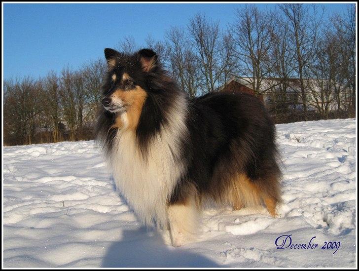 Collie langhåret Frida billede 19