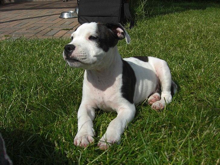 Staffordshire bull terrier Buster - Velkommen til Busters profil billede 3