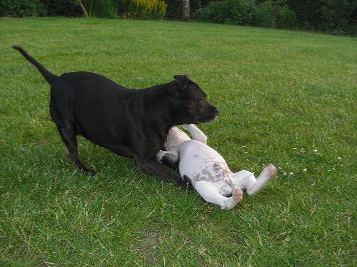 Staffordshire bull terrier Buster - Buster får prygl af Annie :) billede 6