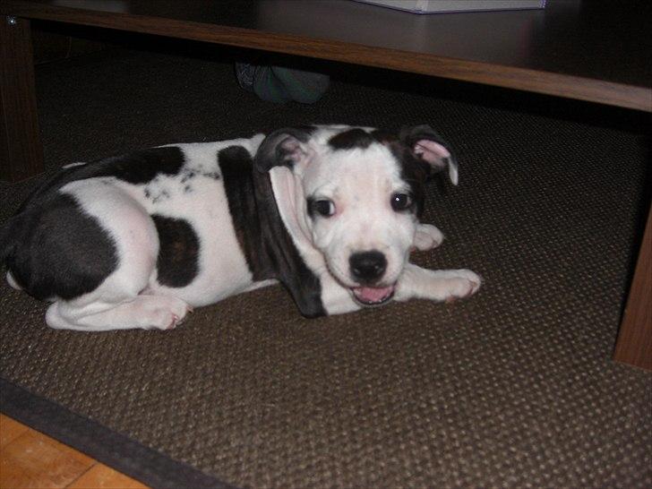 Staffordshire bull terrier Buster billede 7