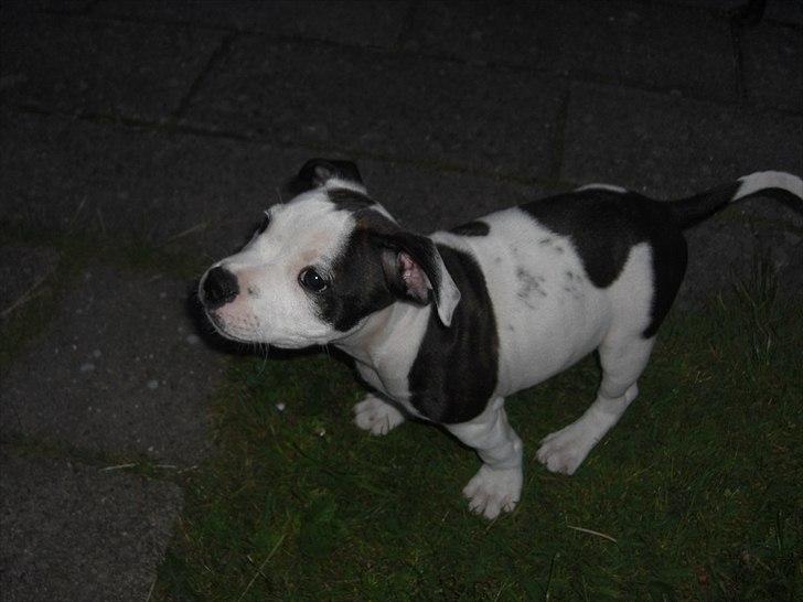 Staffordshire bull terrier Buster billede 8