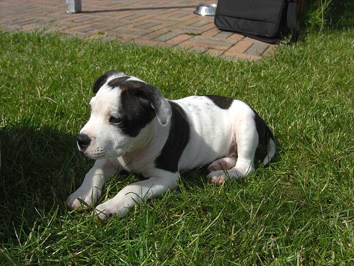 Staffordshire bull terrier Buster billede 5